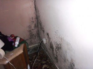 Protectahome Damp Mould Protectahome - Damp Mould