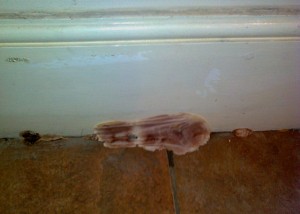 Dry Rot attack