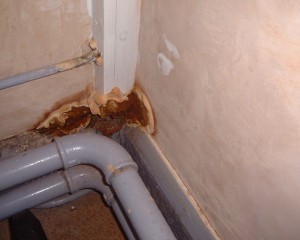 Dry Rot attack