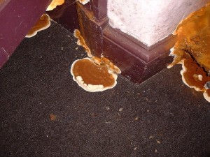 Dry rot in need of treatment