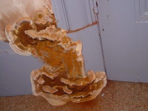 Dry rot in home