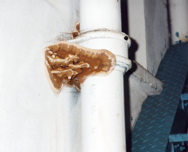 Protectahome Dry Rot on Outside pipe