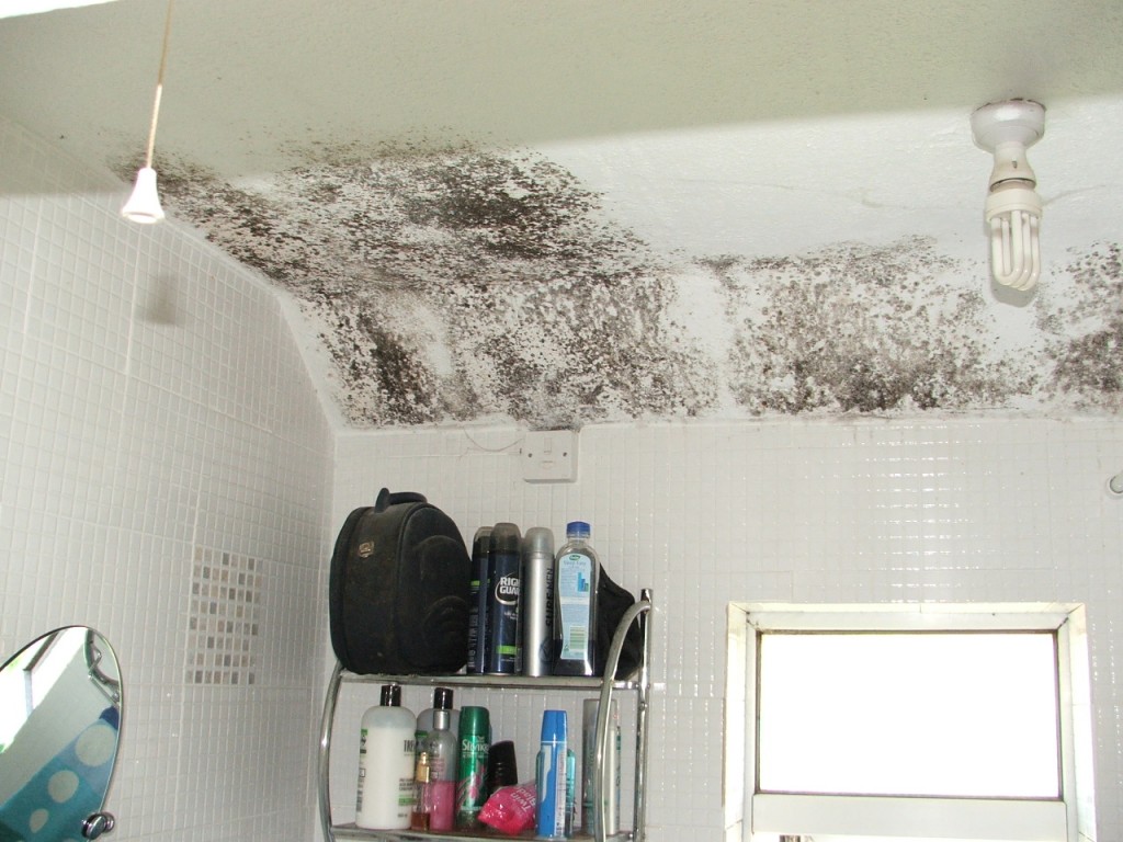 Protectahome Mould Problems Protectahome Mould Problems