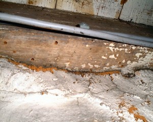 Protectahome Death Watch in floor “Woodworm” flight holes. This is actually a Death Watch Beetle infestation viewed from beneath a suspended timber floor.