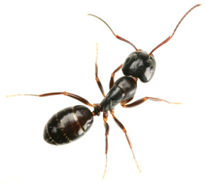 B3 Garden Ant Protectahome - Garden Ant ©