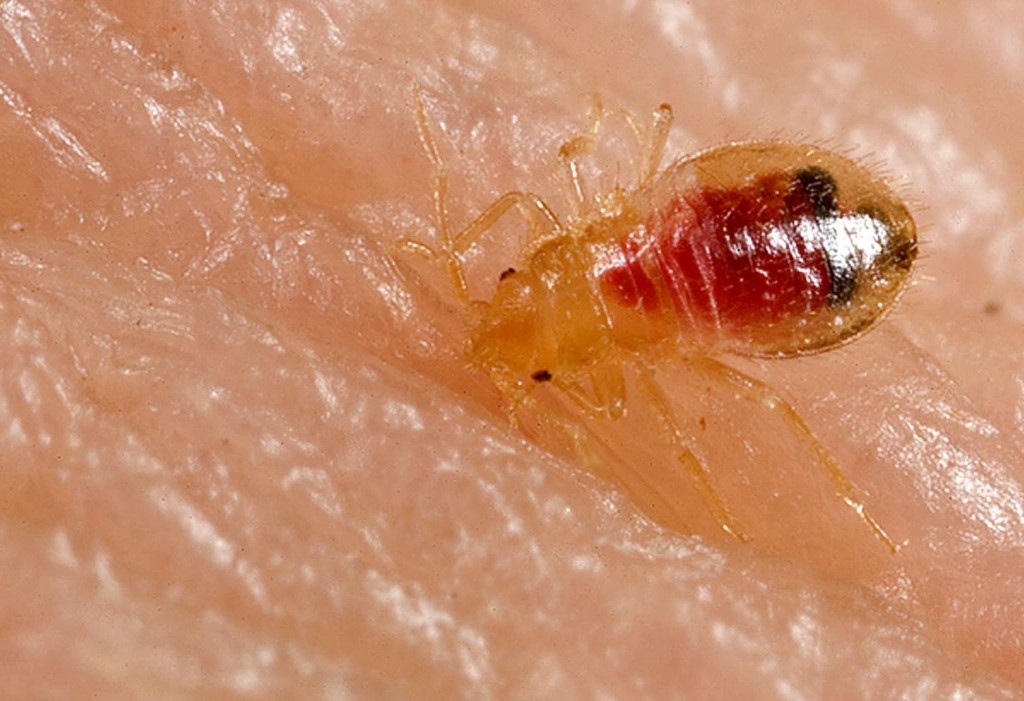 Protectahome â Bed Bug Nymph Feeding © Protectahome â Bed Bug Nymph Feeding ©