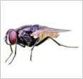House Fly Protectahome - House Fly ©
