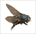 Protectahome Blue Bottle Fly Protectahome Blue Bottle Fly