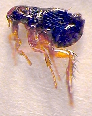 Protectahome Flea Protectahome Flea