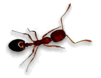 Pharaohs Ant Protectahome - Pharaohs Ant ©
