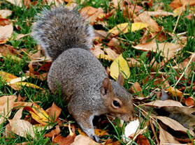 Protectahome Grey Squirrel Protectahome - Grey Squirrel