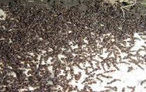 Ant Problem