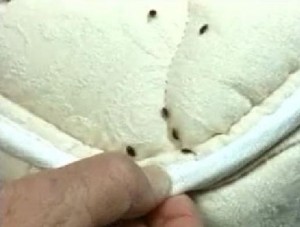 Bedbugs