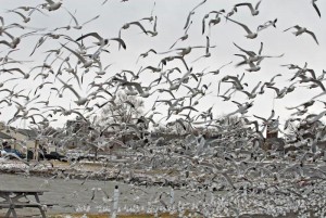 Bird Proofing required Gloucester Bird Proofing required Gloucester