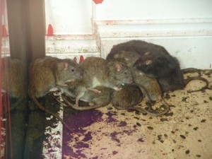 Rats