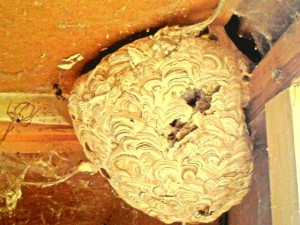 Wasps nest