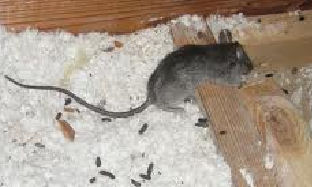 Protectahome Mouse Activity