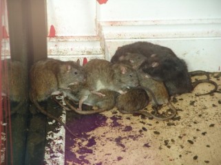Protectahome Rat Infestation