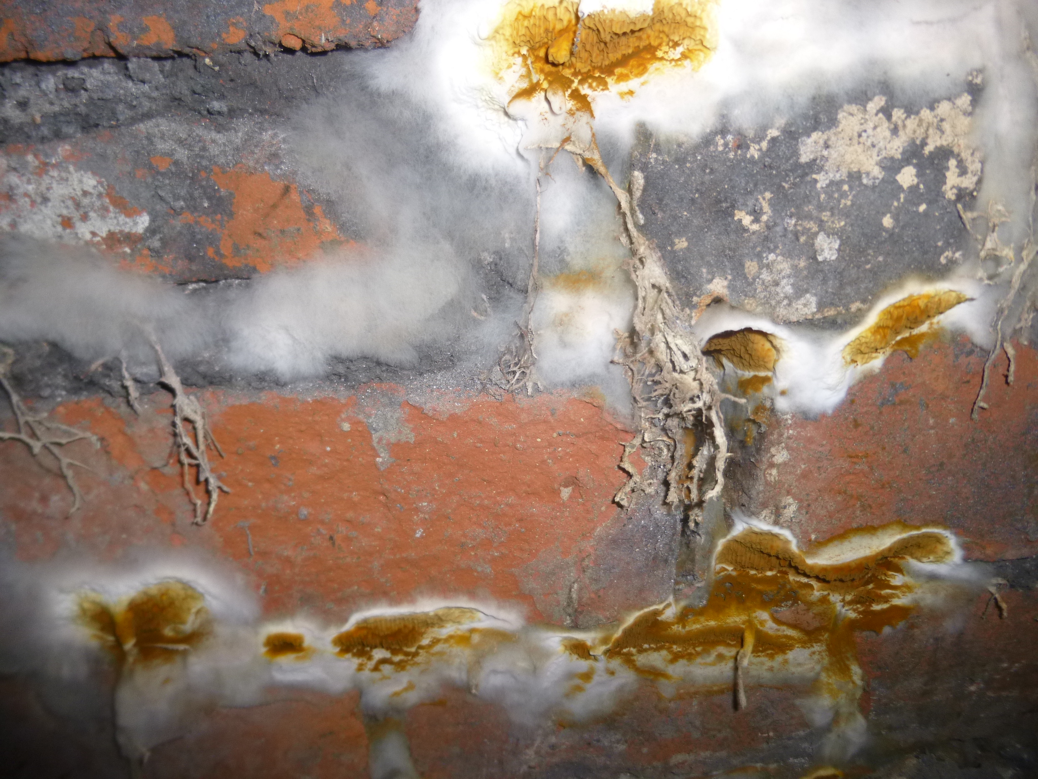 Dry Rot attacks can spread through organic materials such as Mortar.