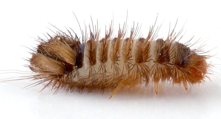 Carpet Beetle Larvae