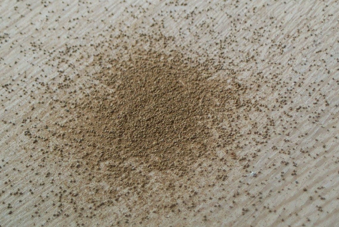 Death Watch Beetle Frass.