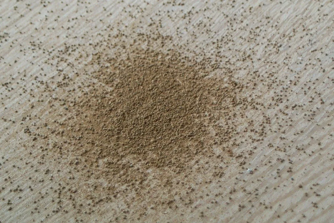 Death Watch Beetle Frass.
