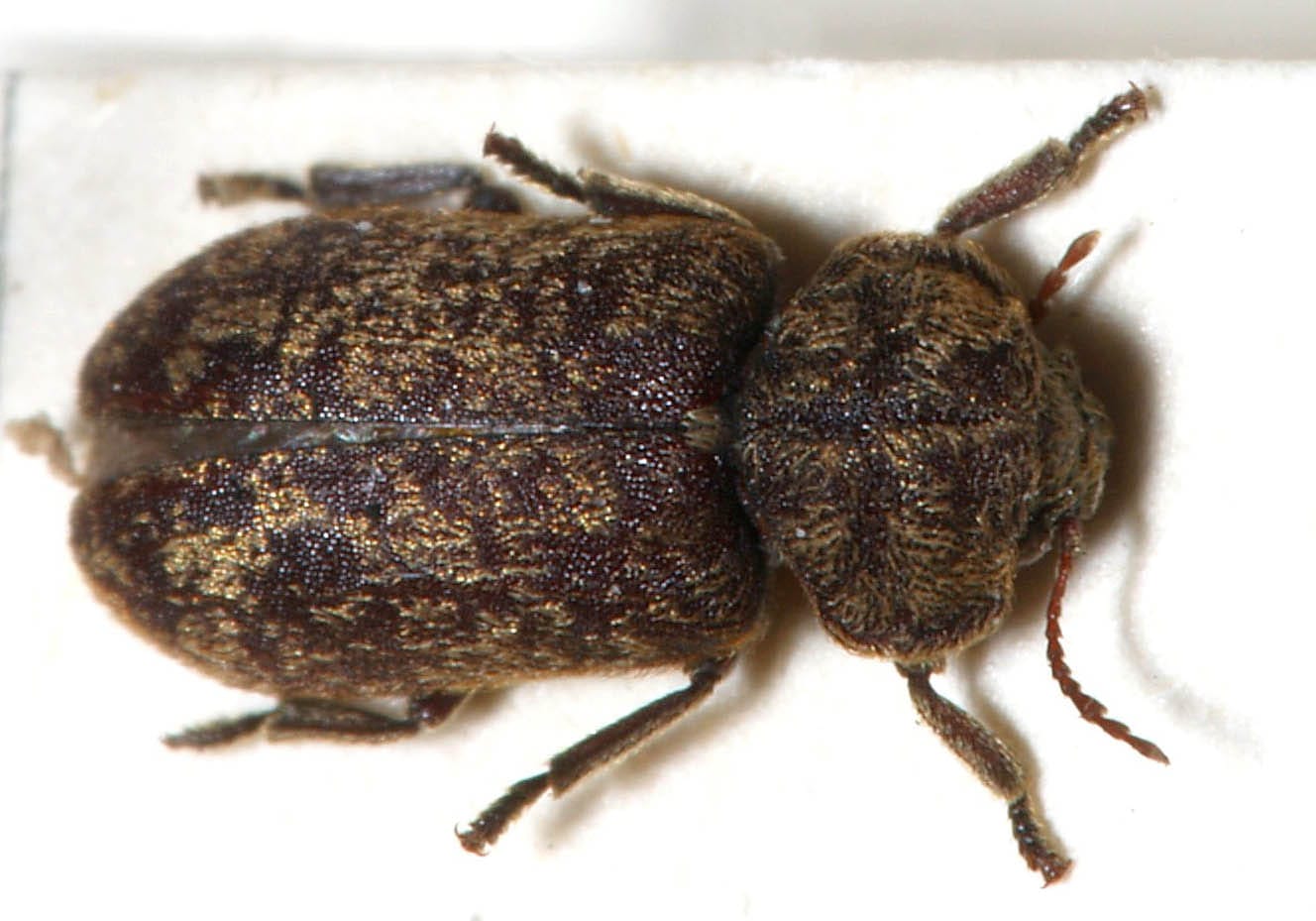 Death Watch Beetle - Xestobium rufovillasum