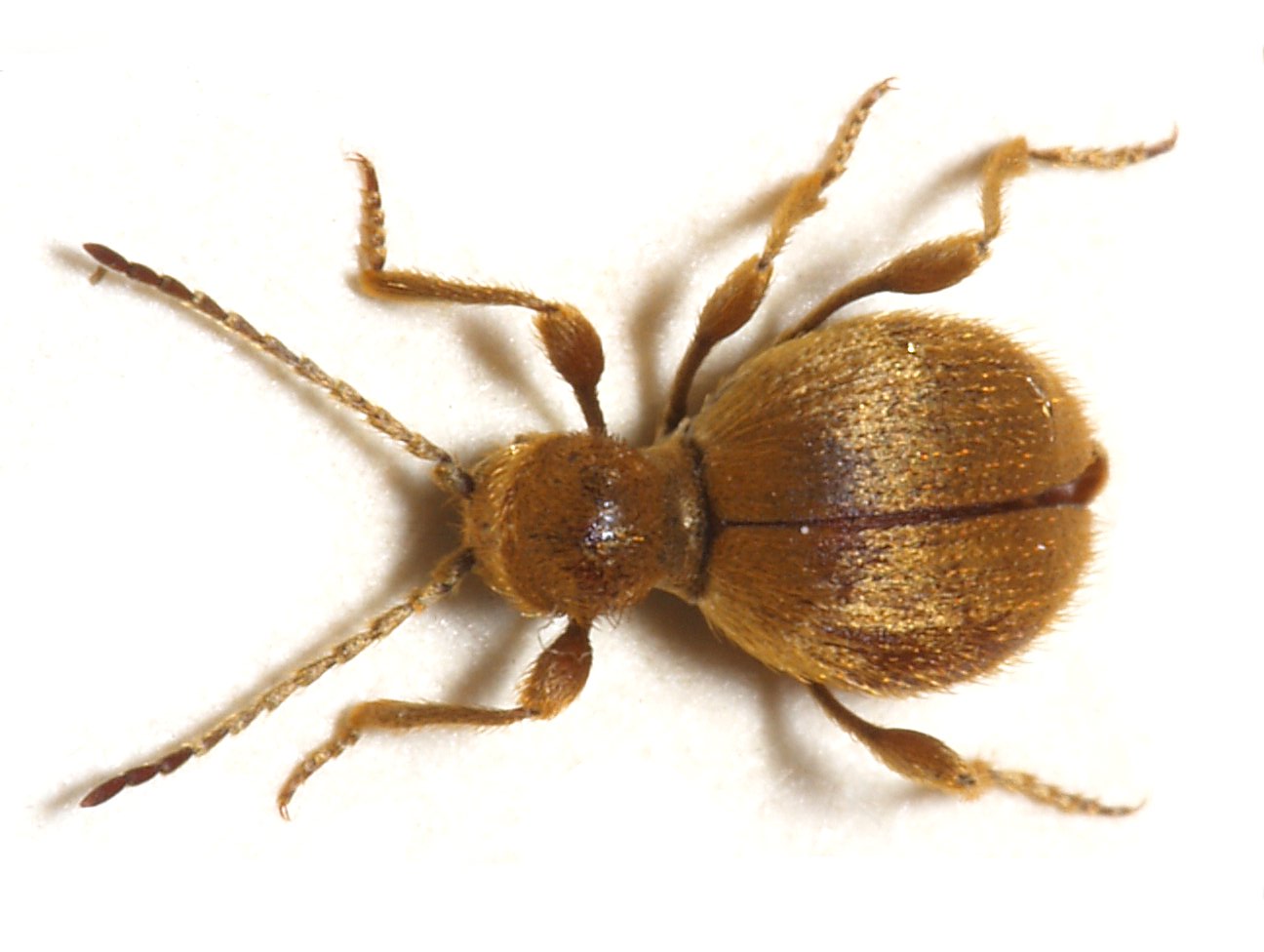Golden Spider Beetle