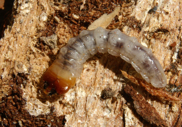 Woodworm Larvae