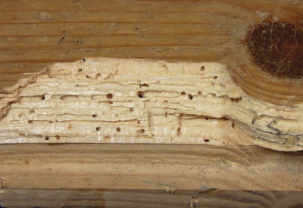 Woodworm