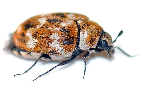 Carpet Beetle