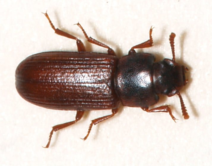 Confused Flour Beetle