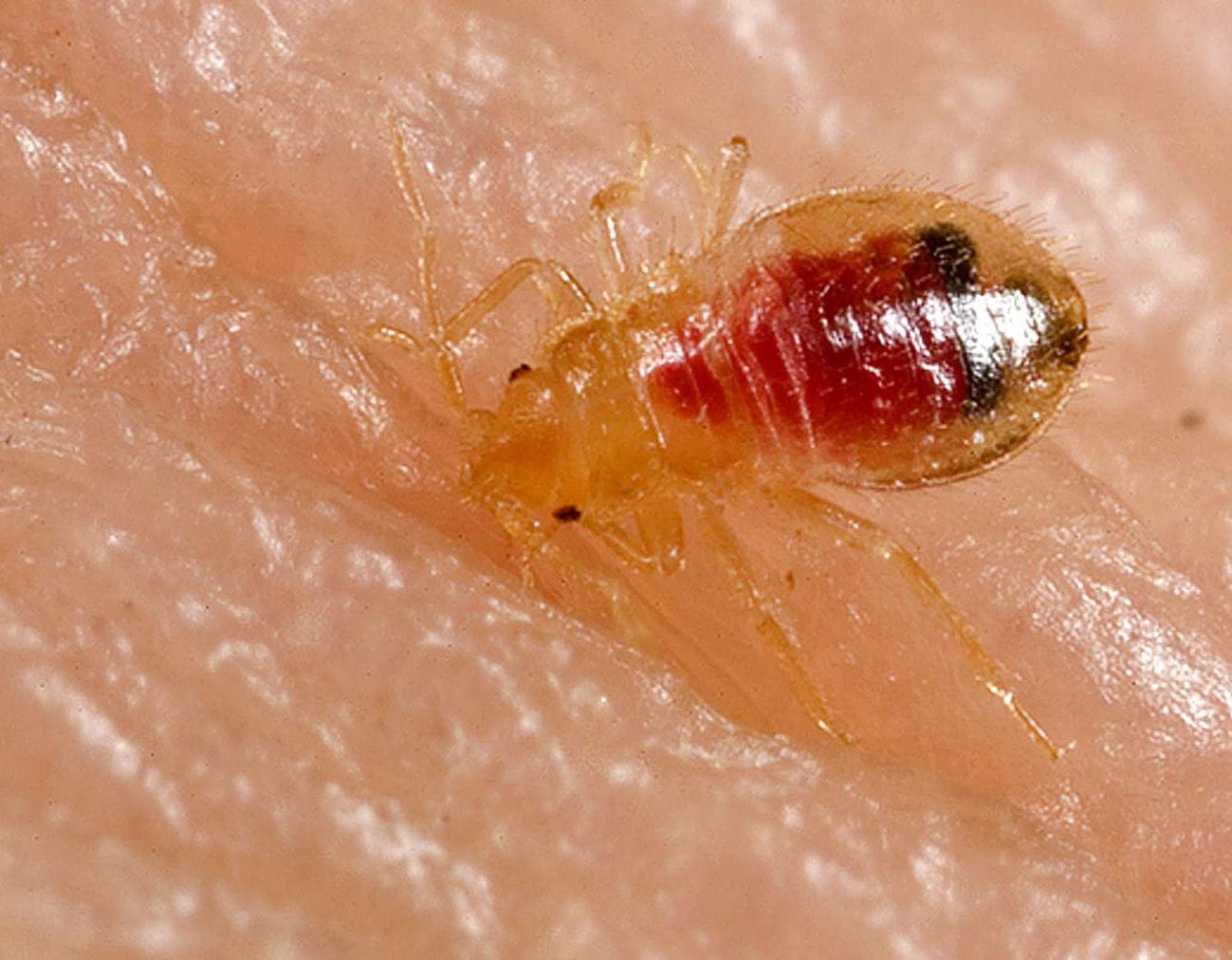 Bed Bug Nymph Feeding