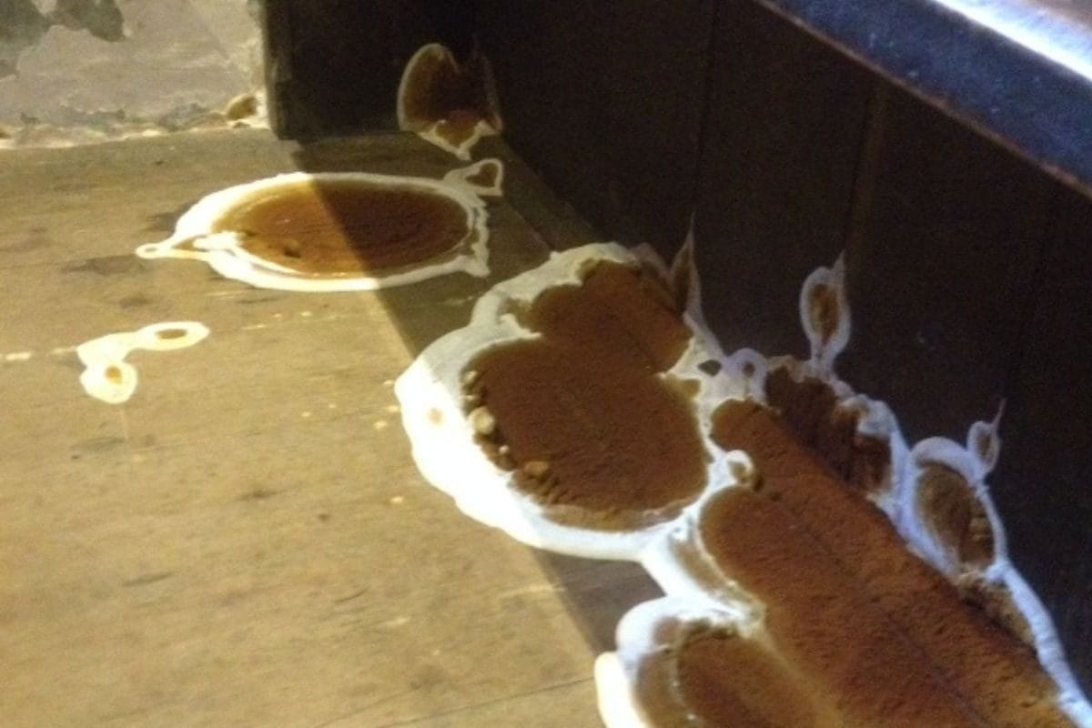 Dry rot on the floor.