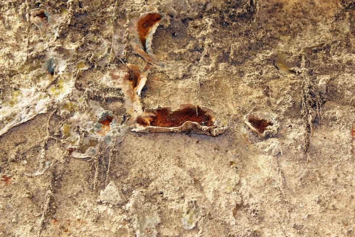 Close-up image of dry rot on a wall.
