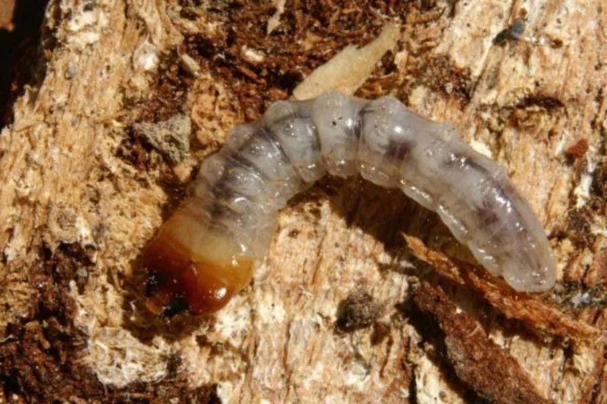 Close-up of a woodworm crawling on a piece of decaying wood.