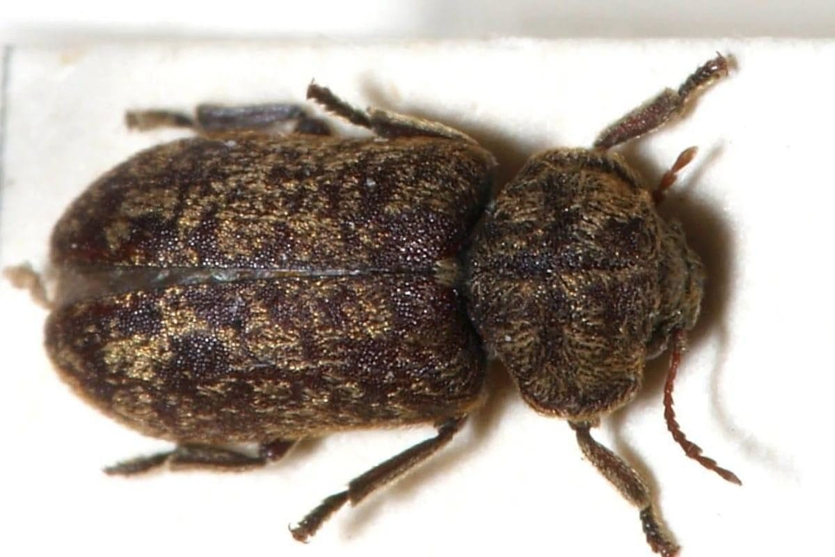 A woodworm beetle.