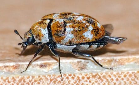 Carpet Beetle