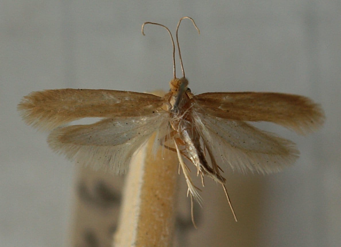 Common Clothes Moths