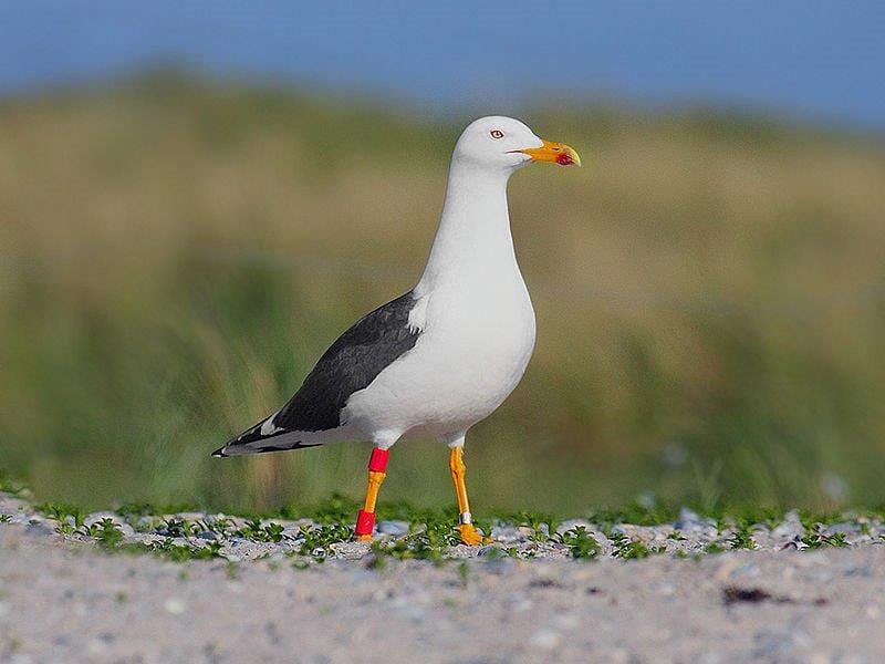 Common Seagull