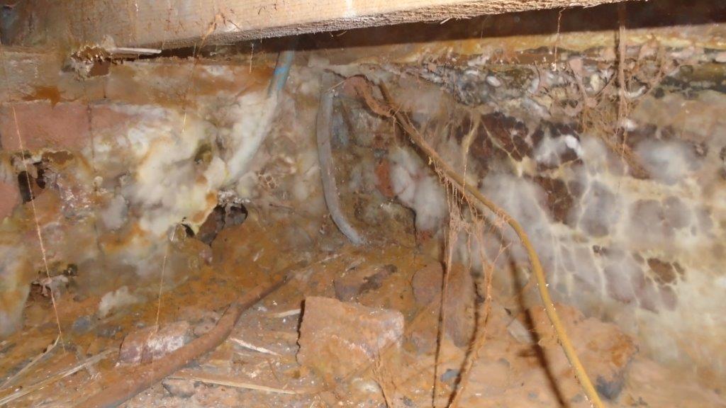 Dry Rot Cardiff