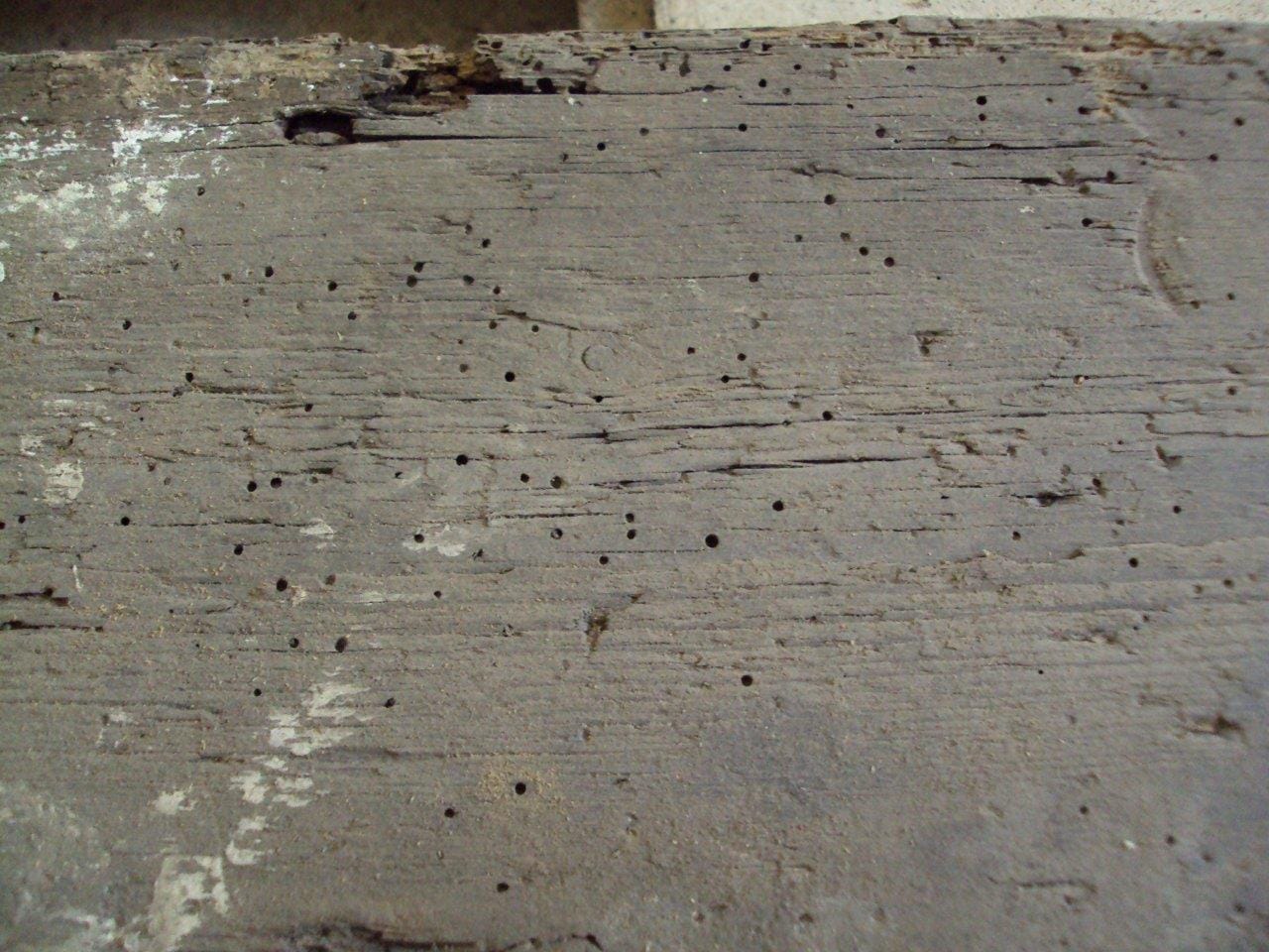 Woodworm Emergence Holes