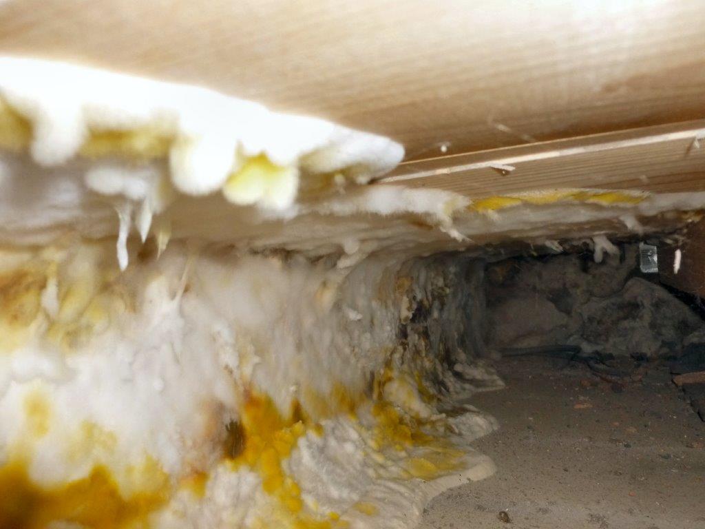 Wood Rotting Fungi Dry Rot Attack Underneath Floorboards