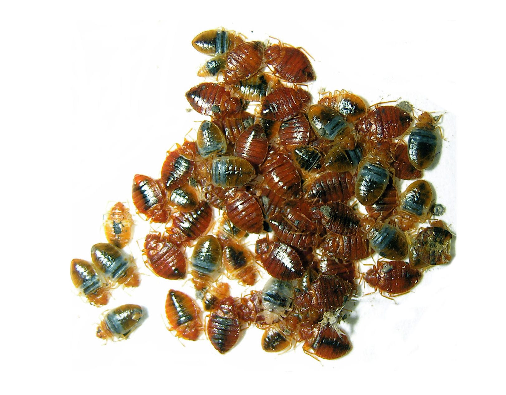 Engorged Bed Bugs