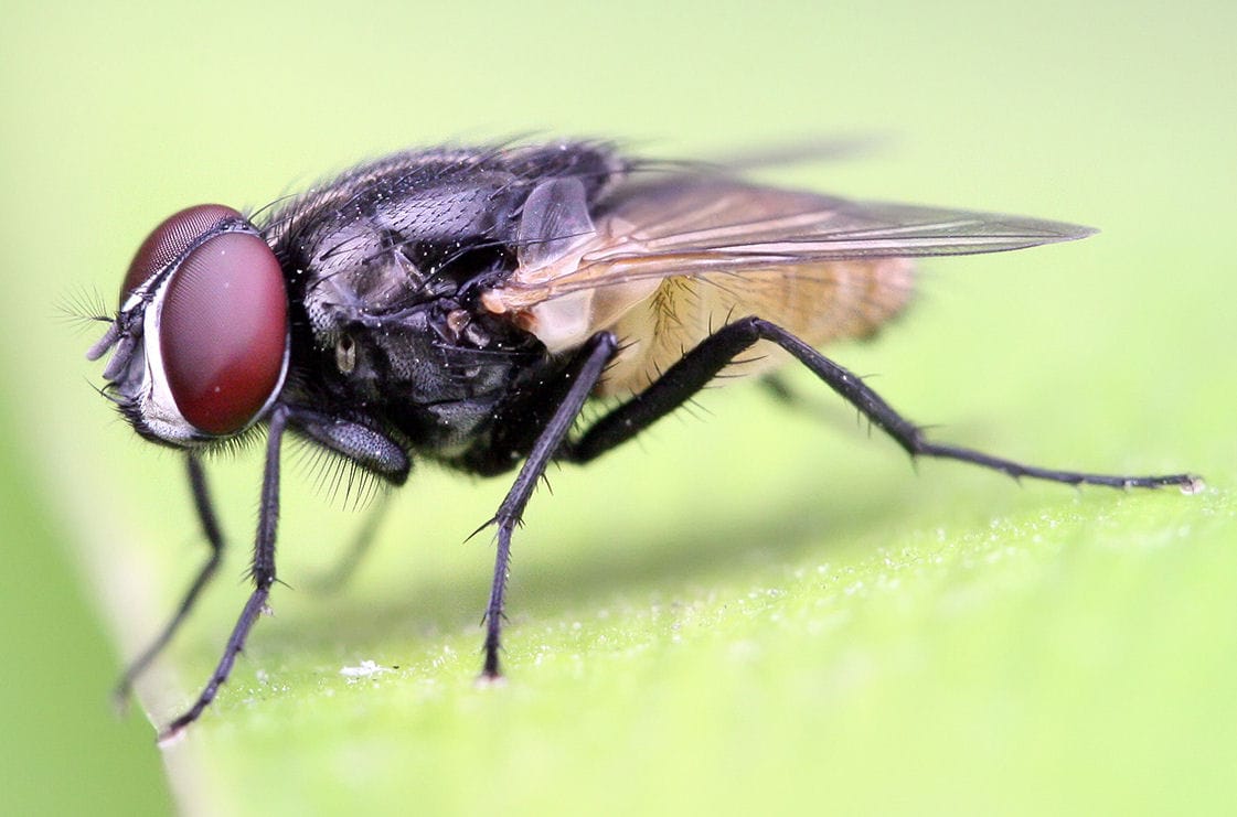 Housefly