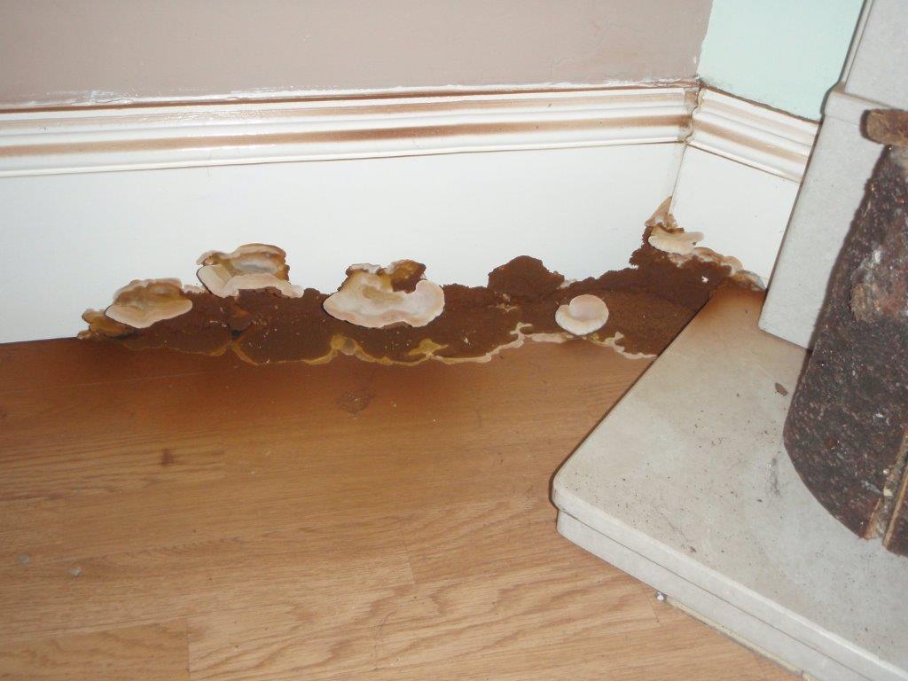 Dry Rot Attack and fruiting bodies.