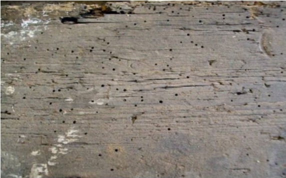Woodworm emergence holes at Clyne Castle, Swansea