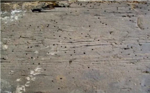 Woodworm emergence holes at Clyne Castle, Swansea