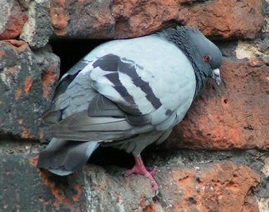 Pigeon at its Nest