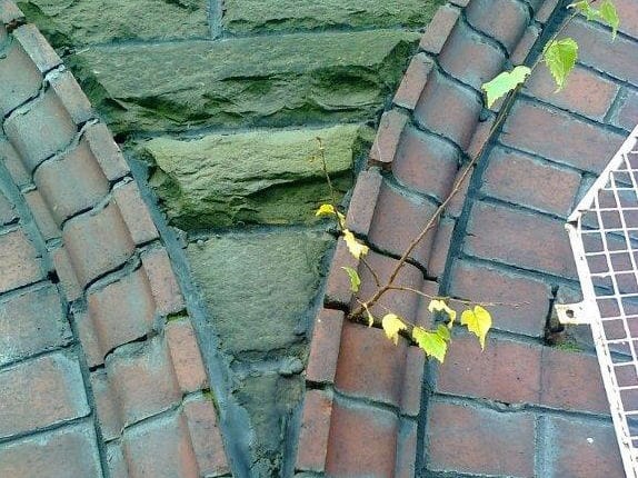 Plant Growth Highlighting Moisture Ingress Through Cracked Mortar